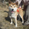 紀州犬のmix。９ヶ月の男の子。 サムネイル2