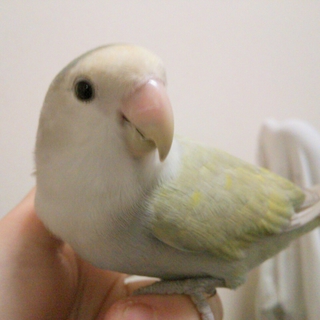 コザクラインコ里親募集