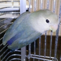 コザクラインコ里親募集