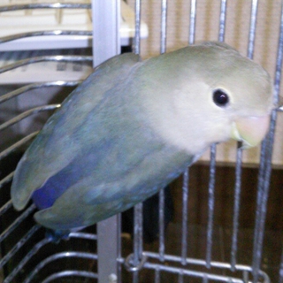 コザクラインコ里親募集