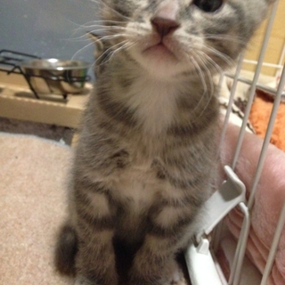 生後1ヶ月の子猫です
