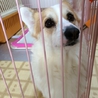 コーギー里親募集です サムネイル2