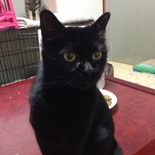 愛嬌たっぷり黒猫ちゃん