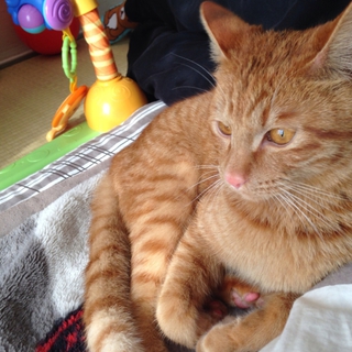 7ヶ月のオス猫です。