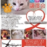 お返事終了まで一時停止～負傷の長毛洋猫～ サムネイル4