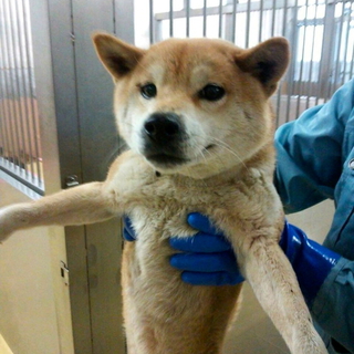 里親様決定しました！ありがとうございました！