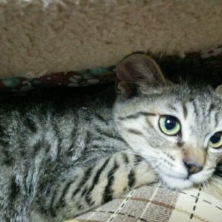 パルボから生還！元気なキジ猫カイ君の里親募集です！