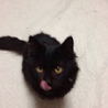 お返事終了まで一時停止～負傷の長毛洋猫～ サムネイル2