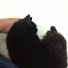 お返事終了まで一時停止～負傷の長毛洋猫～ サムネイル3