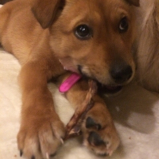 福島から来ました仔犬ちゃん♪