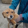 福島から来ました仔犬ちゃん♪ サムネイル2