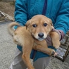 福島から来ました仔犬ちゃん♪ サムネイル3