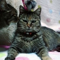 お話大好き♪懐っこ過ぎるサビ猫。大雪の為保護!!