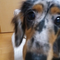 ★素敵な飼い主に出逢えました★