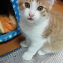 ☆かわゆい子猫もらってください☆