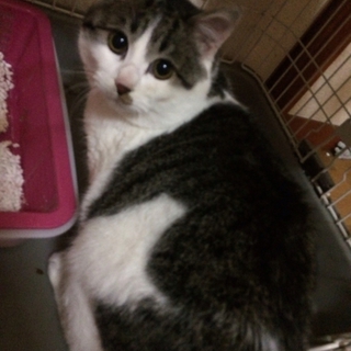 可愛い猫です！
