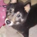 黒柴犬の里親募集！
