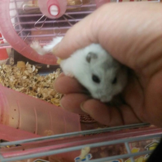 ありがとうございます。