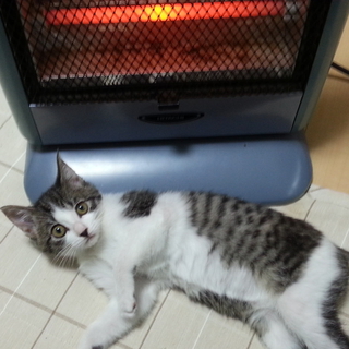 捨て猫を保護しております