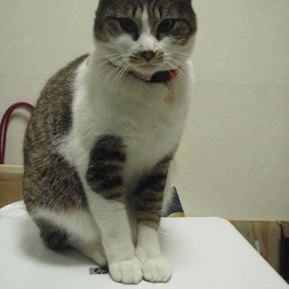 猫大好き！ダイアナ