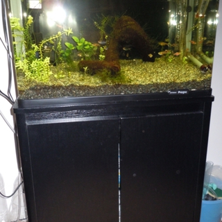 小型熱帯魚を取りに来て頂ける方を募集します。
