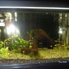 小型熱帯魚を取りに来て頂ける方を募集します。 サムネイル4