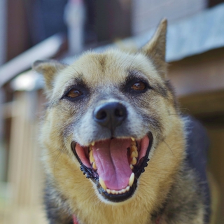 イケメンの雑種犬サニーくん