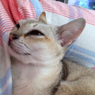 人間大好き♪