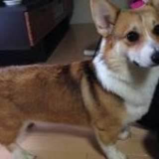 コーギー こっこちゃん