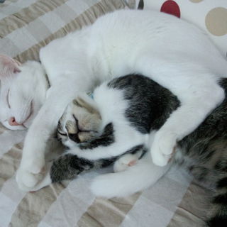 保健所預かり中の4,5才の家猫の里親募集