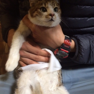 3本足のつくし(仮名)ちゃん