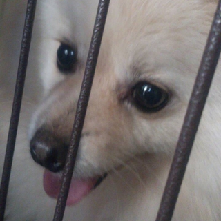 ポメラニアンです。