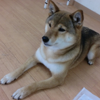 利口な胡麻毛の柴犬