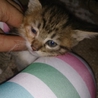 子猫９匹　里親募集　京都府、市内限定 サムネイル3
