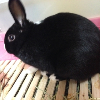 ミニウサギ