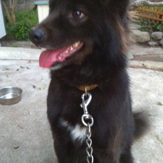 黒の中型犬の里親募集！