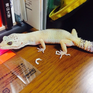 ヒョウモントカゲモドキ♀
