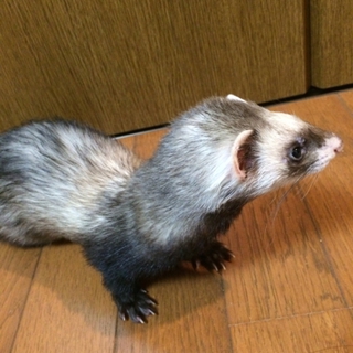 元気で遊ぶのが大好きな子です！
