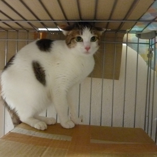 美人だけど怖がりな三毛猫