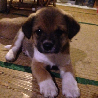 とても人懐こい可愛い仔犬達です！
