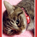感謝★ドラえもん体型ですがちょー美形のキジ猫!!