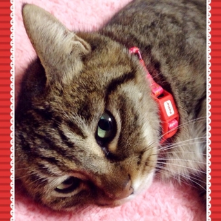 感謝★ドラえもん体型ですがちょー美形のキジ猫!!