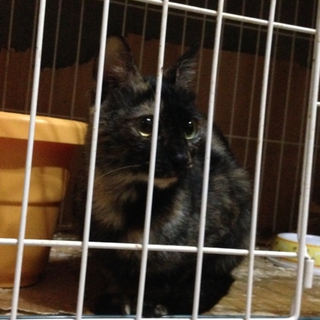 可愛がっていただける里親様を募集いたします④