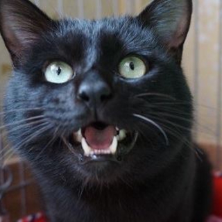 黒猫ハルル君　
