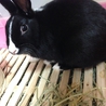 ミニウサギ サムネイル3