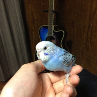 里親が決まりました！ありがとうございました！