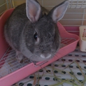 大切に育てて下さる方を募集しています。