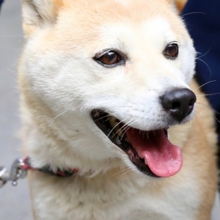 緊急・期限有！柴犬の女の子