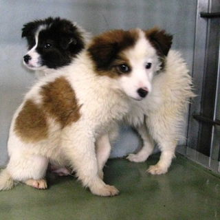 救って下さい！！愛情に飢えた仔犬の兄妹です