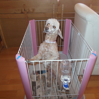 可愛がって下さい